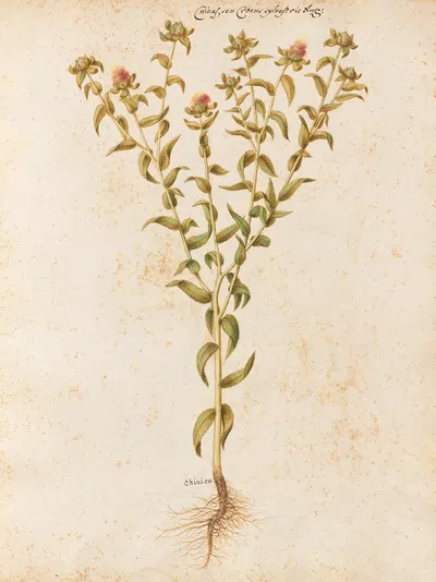 Piante varie Pl.12 by Giovanna Garzoni, 1650 — digital art print download