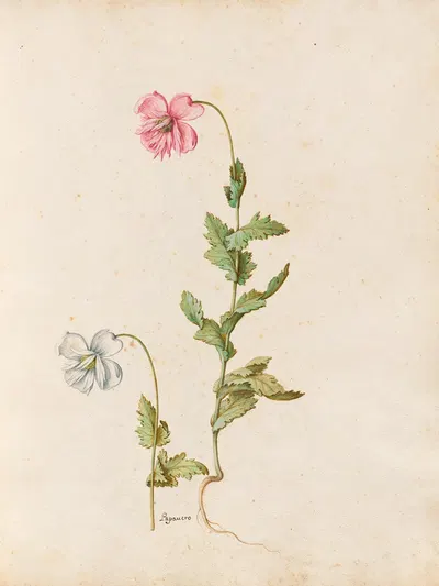 Piante varie Pl.17 by Giovanna Garzoni, 1650 — digital art print download
