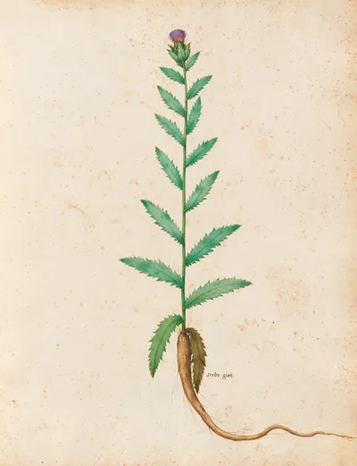 Piante varie Pl.20 by Giovanna Garzoni, 1650 — digital art print download
