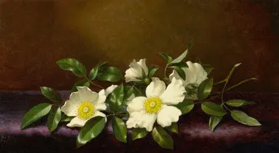 Cherokee Roses on a Purple Cloth by Мартин Джонсон Хид, 1894 — digital art print download