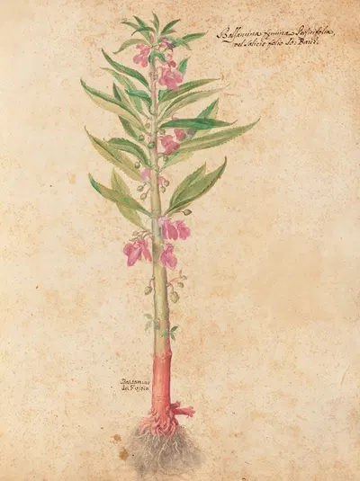 Piante varie Pl.22 by Giovanna Garzoni, 1650 — digital art print download