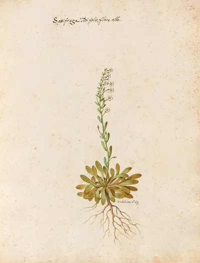 Piante varie Pl.23 by Giovanna Garzoni, 1650 — digital art print download