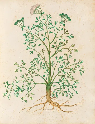 Piante varie Pl.26 by Giovanna Garzoni, 1650 — digital art print download
