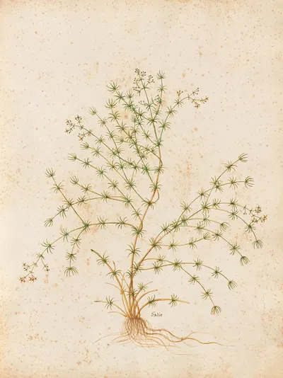 Piante varie Pl.31 by Giovanna Garzoni, 1650 — digital art print download