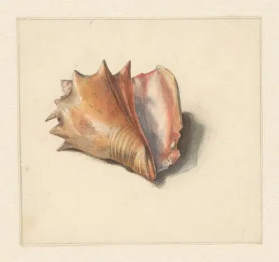 Studie van een schelp by Albertus Steenbergen, 1824 - 1900 — digital art print download