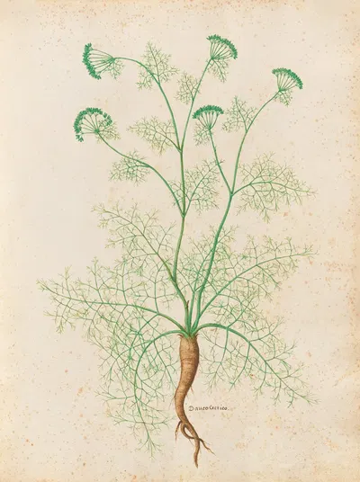 Piante varie Pl.33 by Giovanna Garzoni, 1650 — digital art print download