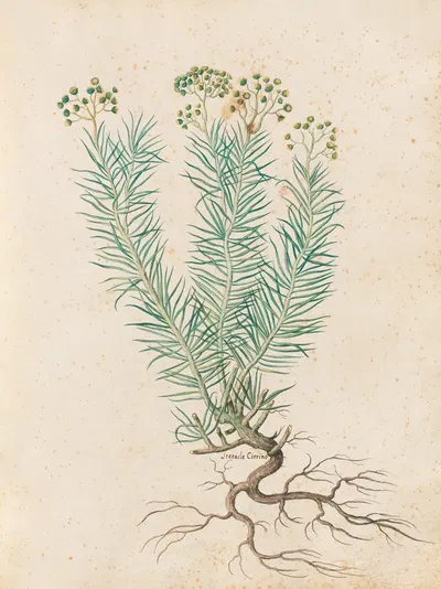 Piante varie Pl.35 by Giovanna Garzoni, 1650 — digital art print download