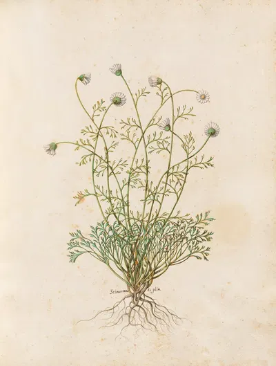 Piante varie Pl.36 by Giovanna Garzoni, 1650 — digital art print download