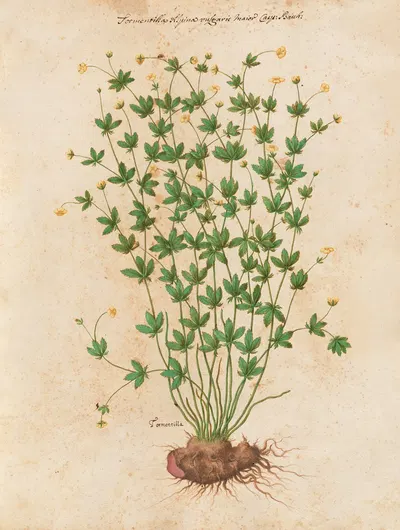 Piante varie Pl.42 by Giovanna Garzoni, 1650 — digital art print download
