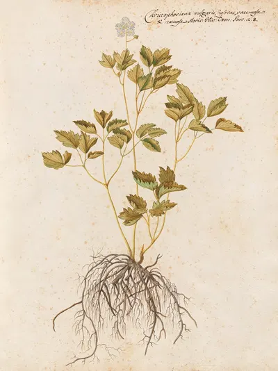 Piante varie Pl.43 by Giovanna Garzoni, 1650 — digital art print download