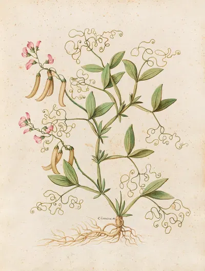 Piante varie Pl.46 by Giovanna Garzoni, 1650 — digital art print download