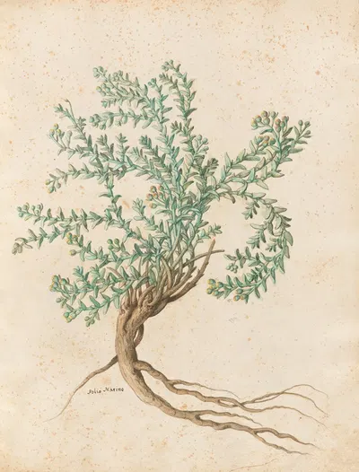Piante varie Pl.49 by Giovanna Garzoni, 1650 — digital art print download