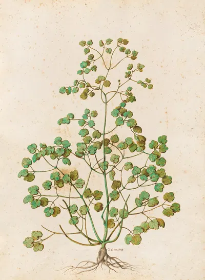 Piante varie Pl.50 by Giovanna Garzoni, 1650 — digital art print download