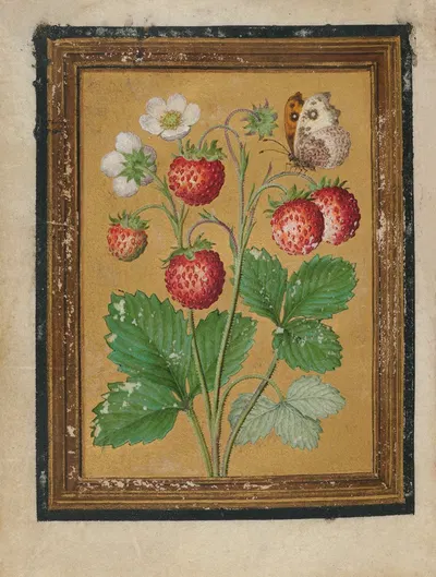 Paintings of Flowers, Butterflies, and Insects Pl.2 by Jacques Le Moyne de Morgues, 1550-1570 — digital art print download