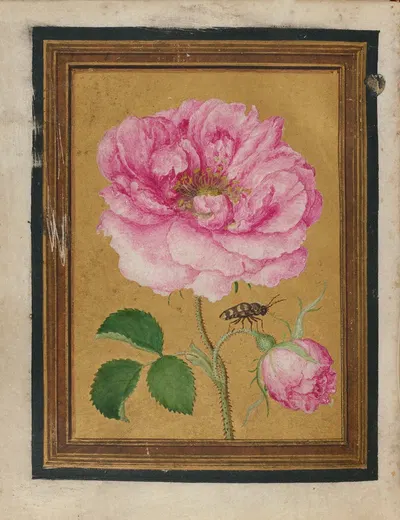 Paintings of Flowers, Butterflies, and Insects Pl.6 by Jacques Le Moyne de Morgues, 1550-1570 — digital art print download