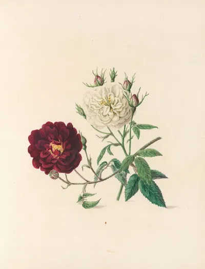 The fête of the flowers Pl.04 by Jane Elizabeth Giraud, 1860 — digital art print download