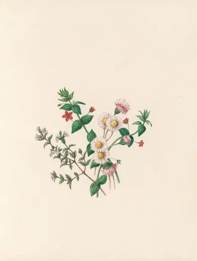The fête of the flowers Pl.07 by Jane Elizabeth Giraud, 1860 — digital art print download