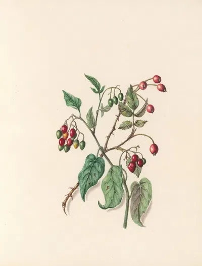 The fête of the flowers Pl.12 by Jane Elizabeth Giraud, 1860 — digital art print download