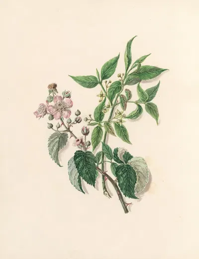 The fête of the flowers Pl.13 by Jane Elizabeth Giraud, 1860 — digital art print download