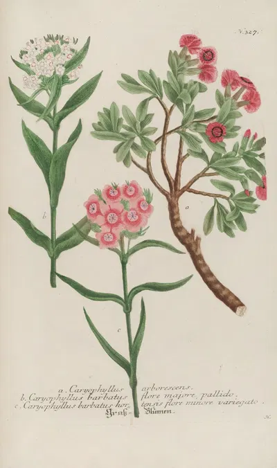 Phytanthoza iconographia Pl.050 by Johann Wilhelm Weinmann, 1737-1745 — digital art print download