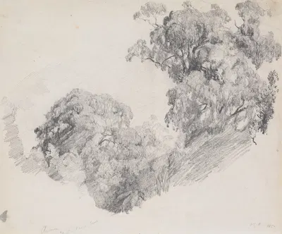 Rimu, Taranaki by Джеймс Кроу Ричмонд, 1851 — digital art print download