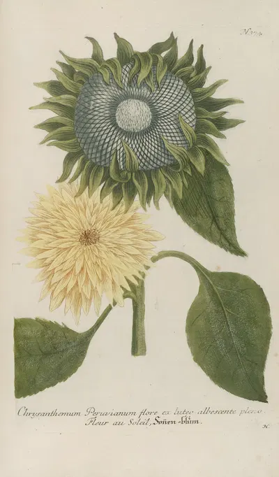 Phytanthoza iconographia Pl.097 by Johann Wilhelm Weinmann, 1737-1745 — digital art print download