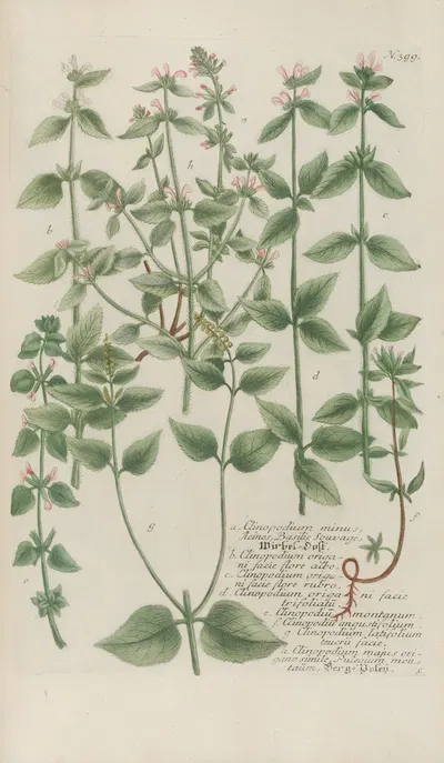Phytanthoza iconographia Pl.122 by Johann Wilhelm Weinmann, 1737-1745 — digital art print download