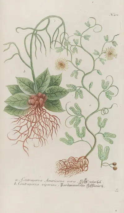 Phytanthoza iconographia Pl.135 by Johann Wilhelm Weinmann, 1737-1745 — digital art print download