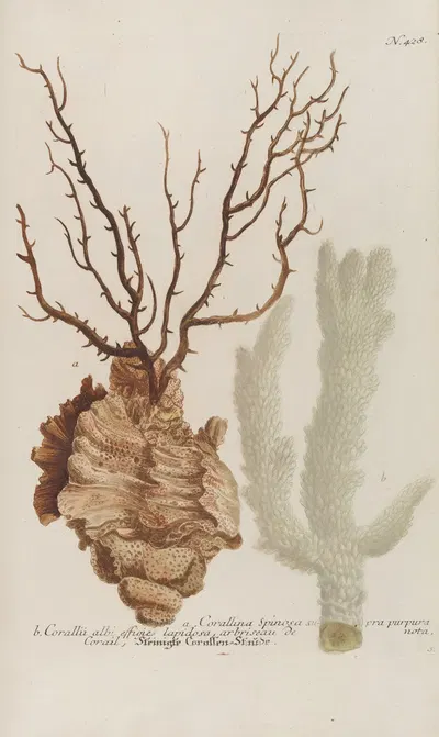 Phytanthoza iconographia Pl.151 by Johann Wilhelm Weinmann, 1737-1745 — digital art print download