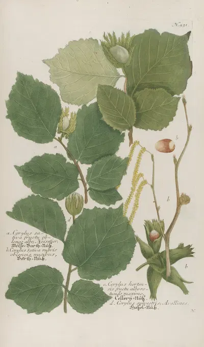 Phytanthoza iconographia Pl.154 by Johann Wilhelm Weinmann, 1737-1745 — digital art print download