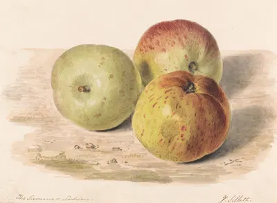 The Summer Lodden, Sept. 1832; A Still Life Study of Three Apples by Джеймс Силлетт, 1832 — digital art print download