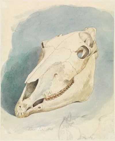 Studie eines Tierschädels by Ferdinand Keller, 1860 — digital art print download