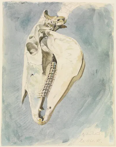 Studie eines Tierschädels by Ferdinand Keller, 1860 — digital art print download