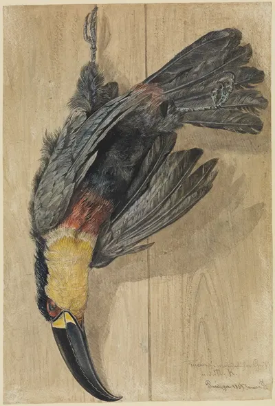 Studie eines toten Tukan-Vogels by Ferdinand Keller, 1859 — digital art print download