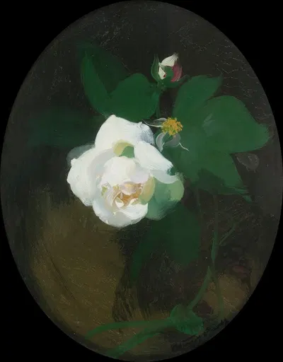 White Rose by James Stuart Park — digital art print download