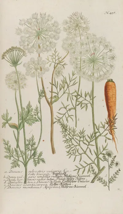 Phytanthoza iconographia Pl.181 by Johann Wilhelm Weinmann, 1737-1745 — digital art print download