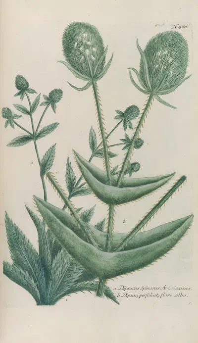 Phytanthoza iconographia Pl.189 by Johann Wilhelm Weinmann, 1737-1745 — digital art print download