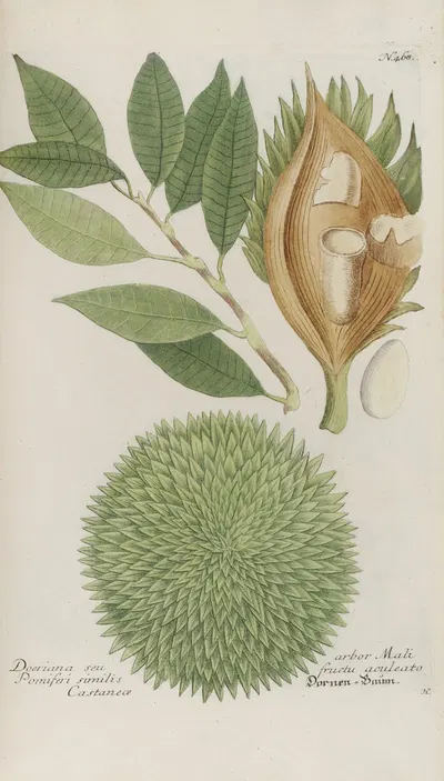 Phytanthoza iconographia Pl.191 by Johann Wilhelm Weinmann, 1737-1745 — digital art print download