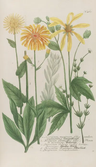 Phytanthoza iconographia Pl.192 by Johann Wilhelm Weinmann, 1737-1745 — digital art print download