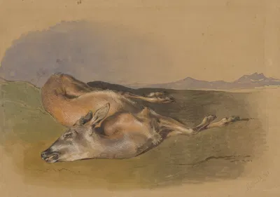 Dead Doe by Friedrich Carl von Scheidlin — digital art print download