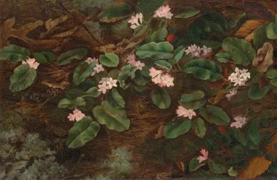 Trailing Arbutus by Fidelia Bridges, 1863 — digital art print download