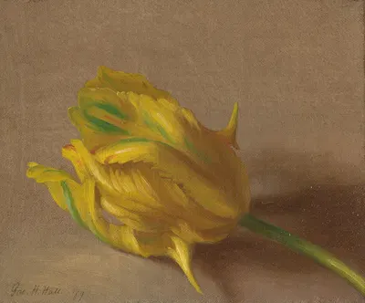 Tulip by George Henry Hall, 1869 — digital art print download