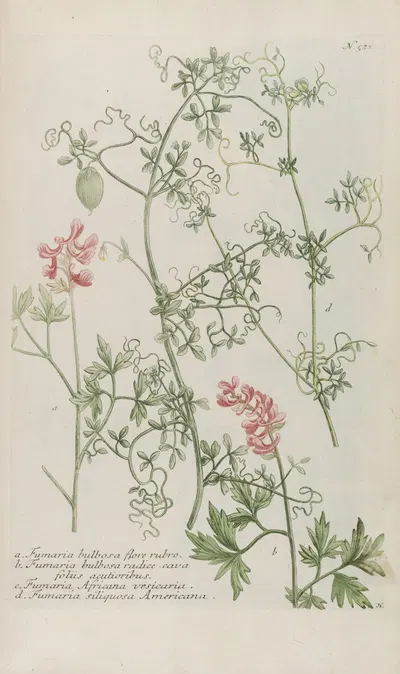 Phytanthoza iconographia Pl.244 by Johann Wilhelm Weinmann, 1737-1745 — digital art print download