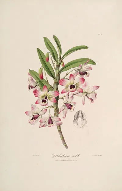 Sertum orchidaceum; A wreath of the most beautiful orchidaceous flowers Pl.03 by John Lindley, 1838 — digital art print…