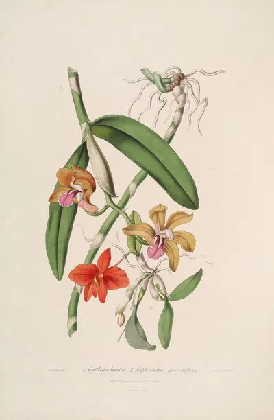 Sertum orchidaceum; A wreath of the most beautiful orchidaceous flowers Pl.05 by John Lindley, 1838 — digital art print…