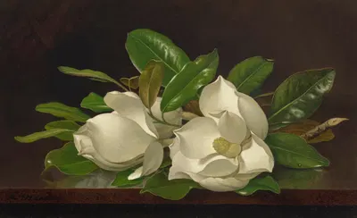 Magnolias on a Shiny Table by Мартин Джонсон Хид — digital art print download