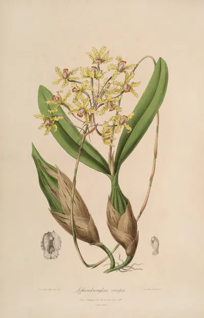Sertum orchidaceum; A wreath of the most beautiful orchidaceous flowers Pl.10 by John Lindley, 1838 — digital art print…