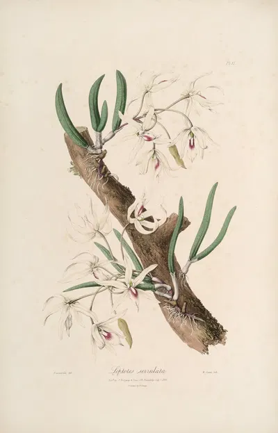 Sertum orchidaceum; A wreath of the most beautiful orchidaceous flowers Pl.11 by John Lindley, 1838 — digital art print…