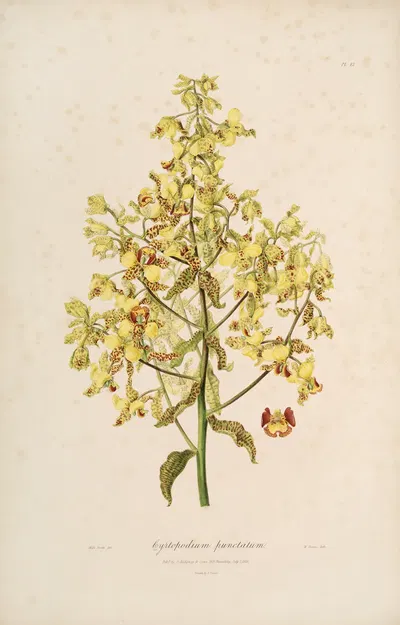 Sertum orchidaceum; A wreath of the most beautiful orchidaceous flowers Pl.12 by John Lindley, 1838 — digital art print…