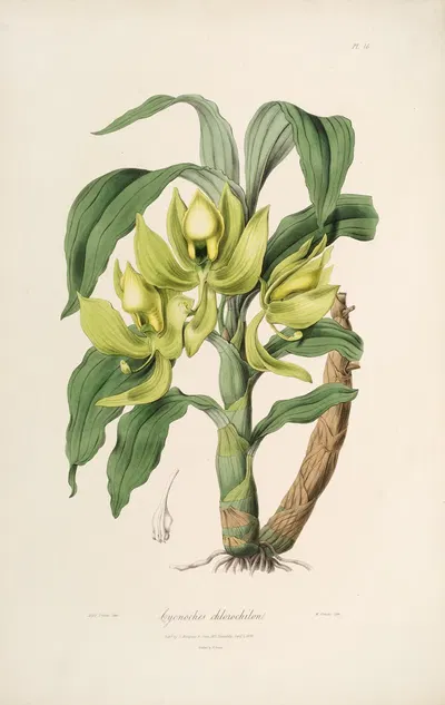 Sertum orchidaceum; A wreath of the most beautiful orchidaceous flowers Pl.16 by John Lindley, 1838 — digital art print…